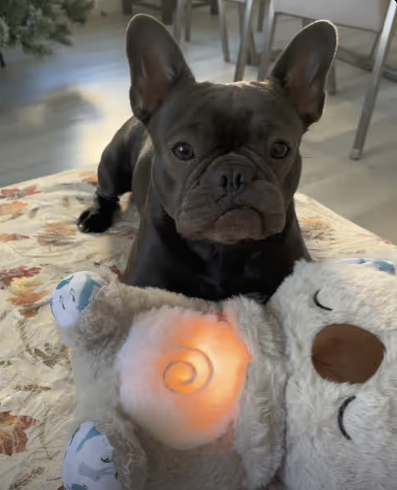 Frenchie just got calming, anxiety relieving Koala Bear! She loves it !